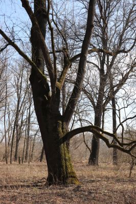 Vracov, 27.2.2019
Oskovec - lužní les u Moravy.
Klíčová slova: Vracov lužní les Oskovec