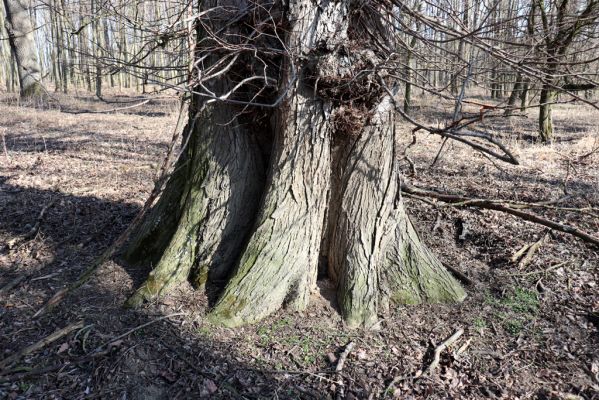 Vracov, 27.2.2019
Oskovec - lužní les u Moravy.
Klíčová slova: Vracov lužní les Brachygonus ruficeps