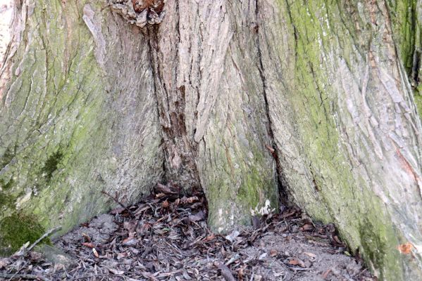 Vracov, 27.2.2019
Oskovec - lužní les u Moravy.
Schlüsselwörter: Vracov lužní les Brachygonus ruficeps