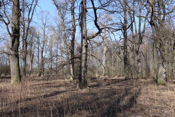 Vracov, 27.2.2019
Oskovec - lužní les u Moravy.
Keywords: Vracov lužní les Oskovec Brachygonus ruficeps