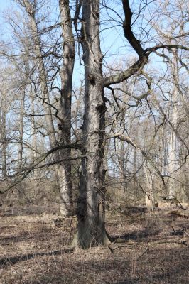 Vracov, 27.2.2019
Oskovec - lužní les u Moravy.
Klíčová slova: Vracov lužní les Brachygonus ruficeps