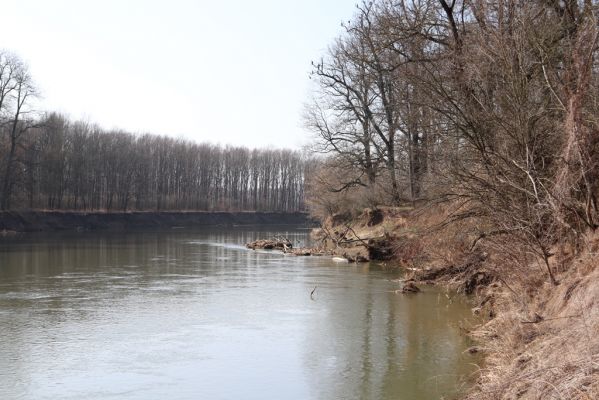 Vracov, 27.2.2019
Morava u Oskovce.
Schlüsselwörter: Vracov lužní les Oskovec