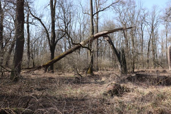 Vracov, 27.2.2019
Oskovec - lužní les u Moravy.
Schlüsselwörter: Vracov lužní les Oskovec