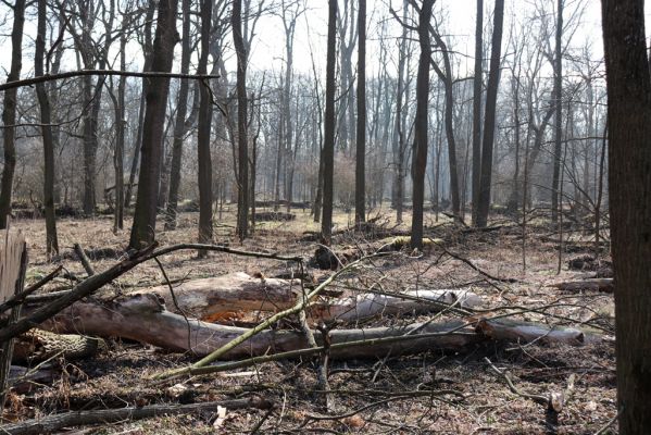 Vracov, 27.2.2019
Oskovec - lužní les u Moravy.
Schlüsselwörter: Vracov lužní les Oskovec