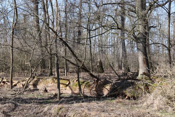 Vracov, 27.2.2019
Oskovec - lužní les u Moravy.
Keywords: Vracov lužní les Oskovec