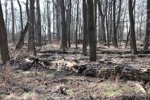 Vracov, 27.2.2019
Oskovec - lužní les u Moravy.
Schlüsselwörter: Vracov lužní les Oskovec