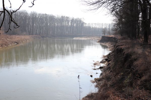 Vracov, 27.2.2019
Morava u Oskovce. Pohled na Oskovec II.
Klíčová slova: Vracov lužní les Oskovec Morava