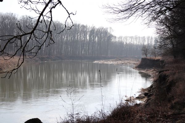 Vracov, 27.2.2019
Morava u Oskovce. Pohled na Oskovec II.
Mots-clés: Vracov lužní les Oskovec Morava