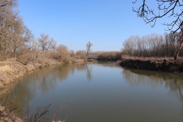 Vracov, 27.2.2019
Morava u Oskovce.
Klíčová slova: Vracov lužní les Oskovec Morava