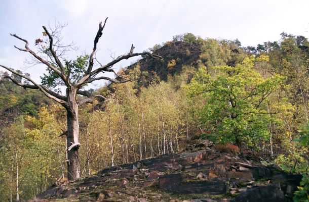 Vrané nad Vltavou, Homole, 19.10.2004
Skalnaté svahy a sutě na svazích Homole jsou biotopem kovaříka Anostirus gracilicollis a mnoha další druhů specializovaných na tento typ biotopu.
Klíčová slova: Vrané nad Vltavou Homole Anostirus gracilicollis, Cardiophorus erichsoni nigerrimus