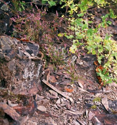 Vrané nad Vltavou, Homole, 19.10.2004
Detailní snímek skalnatých sutí na svazích Homole.
Klíčová slova: Vrané nad Vltavou Homole Cardiophorus erichsoni nigerrimus