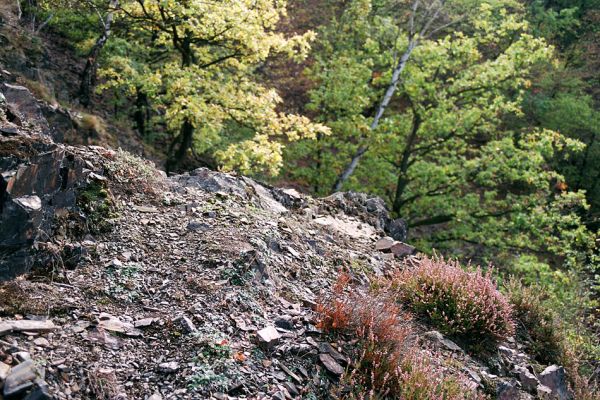 Vrané nad Vltavou, Homole, 19.10.2004
Suťové svahy nad Vltavou, porostlé sporou vegetací. Biotop kovaříka Quasimus minutissimus a mnoha dalších druhů specializovaných na tento typ biotopu. 
Keywords: Vrané nad Vltavou Homole Quasimu minutissimus, Cardiophorus erichsoni nigerrimus