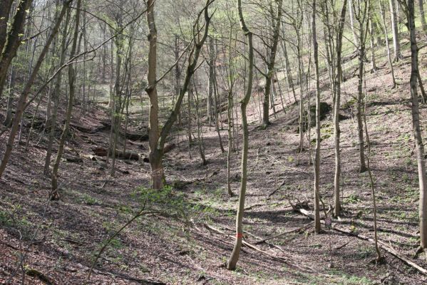 Vranov, 16.4.2015
Kaňon Svitavy - Jelení skok. Nad Cyrilometodějskou stezkou. 
Mots-clés: Vranov Kaňon Svitavy Jelení skok Cyrilometodějská stezka