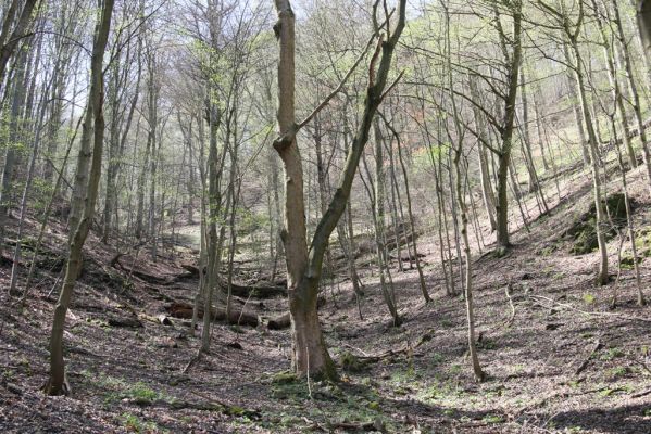 Vranov, 16.4.2015
Kaňon Svitavy - Jelení skok. Nad Cyrilometodějskou stezkou. 
Keywords: Vranov Kaňon Svitavy Jelení skok Cyrilometodějská stezka