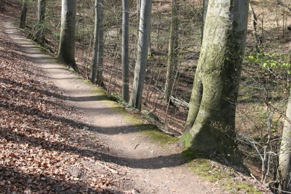 Vranov, 16.4.2015
Kaňon Svitavy - Jelení skok. Cyrilometodějská stezka. Buk osídlený kovaříky Ischnodes sanguinicollis.
Keywords: Vranov Kaňon Svitavy Jelení skok Cyrilometodějská stezka Ischnodes sanguinicollis