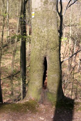 Vranov, 16.4.2015
Kaňon Svitavy - Jelení skok. Cyrilometodějská stezka. Buk osídlený kovaříky Ischnodes sanguinicollis.
Klíčová slova: Vranov Kaňon Svitavy Jelení skok Cyrilometodějská stezka Ischnodes sanguinicollis