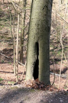 Vranov, 16.4.2015
Kaňon Svitavy - Jelení skok. Cyrilometodějská stezka. Buk osídlený kovaříky Ischnodes sanguinicollis.
Mots-clés: Vranov Kaňon Svitavy Jelení skok Cyrilometodějská stezka Ischnodes sanguinicollis