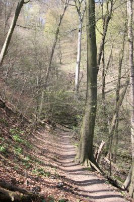 Vranov, 16.4.2015
Kaňon Svitavy - Jelení skok. Cyrilometodějská stezka.
Keywords: Vranov Kaňon Svitavy Jelení skok Cyrilometodějská stezka Megapenthes lugens