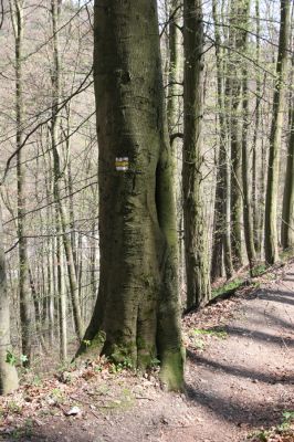 Vranov, 16.4.2015
Kaňon Svitavy - Jelení skok. Cyrilometodějská stezka. Buk osídlený kovaříky Megapenthes lugens.
Mots-clés: Vranov Kaňon Svitavy Jelení skok Cyrilometodějská stezka Megapenthes lugens