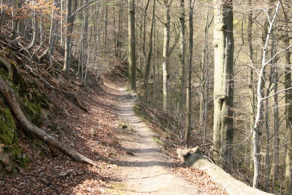 Vranov, 16.4.2015
Kaňon Svitavy - Jelení skok. Cyrilometodějská stezka. 
Klíčová slova: Vranov Kaňon Svitavy Jelení skok Cyrilometodějská stezka Megapenthes lugens