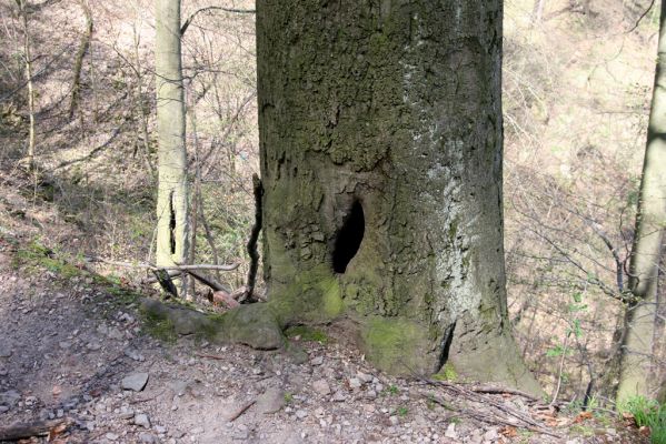 Vranov, 16.4.2015
Kaňon Svitavy - Jelení skok. Cyrilometodějská stezka. Buk osídlený kovaříky Ischnodes sanguinicollis.
Schlüsselwörter: Vranov Kaňon Svitavy Jelení skok Cyrilometodějská stezka Ischnodes sanguinicollis