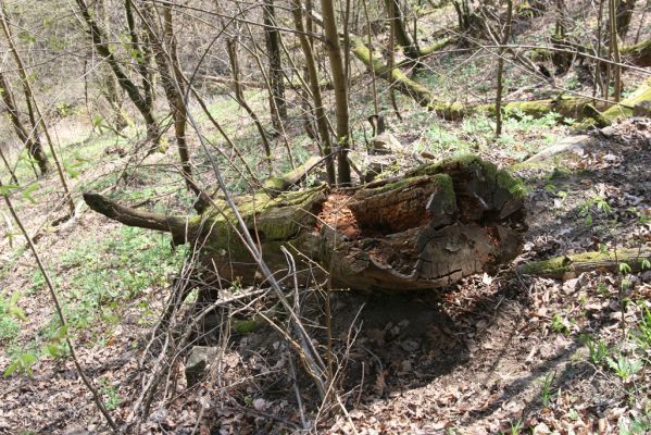 Vranov, 16.4.2015
Kaňon Svitavy - Jelení skok. Cyrilometodějská stezka. Dub osídlený zdobenci Gnorinus variabilis.
Mots-clés: Vranov Kaňon Svitavy Jelení skok Cyrilometodějská stezka Gnorimus variabilis Aesalus scarabaeoides