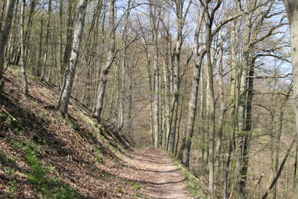 Vranov, 16.4.2015
Kaňon Svitavy - Jelení skok. Cyrilometodějská stezka.
Mots-clés: Vranov Kaňon Svitavy Jelení skok Cyrilometodějská stezka