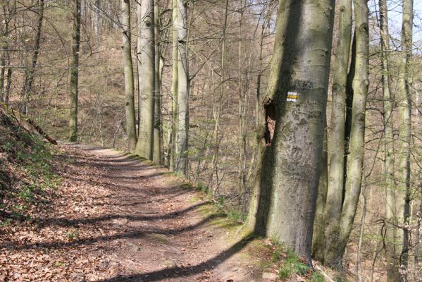 Vranov, 16.4.2015
Kaňon Svitavy - Jelení skok. Cyrilometodějská stezka. Buk osídlený kovaříky Megapenthes lugens.
Klíčová slova: Vranov Kaňon Svitavy Jelení skok Cyrilometodějská stezka Megapenthes lugens