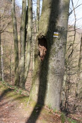 Vranov, 16.4.2015
Kaňon Svitavy - Jelení skok. Cyrilometodějská stezka. Dutina buku osídlená kovaříky Crepidophorus mutilatus, Megapenthes lugens, Procraerus tibialis a Stenagostus rhombeus.
Schlüsselwörter: Vranov Kaňon Svitavy Jelení skok Cyrilometodějská stezka Crepidophorus mutilatus Megapenthes lugens Procraerus tibialis Stenagostus rhombeus