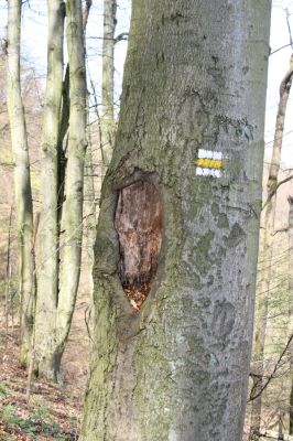 Vranov, 16.4.2015
Kaňon Svitavy - Jelení skok. Cyrilometodějská stezka. Dutina buku osídlená kovaříky Crepidophorus mutilatus, Megapenthes lugens, Procraerus tibialis a Stenagostus rhombeus.
Klíčová slova: Vranov Kaňon Svitavy Jelení skok Cyrilometodějská stezka Crepidophorus mutilatus Megapenthes lugens Procraerus tibialis Stenagostus rhombeus