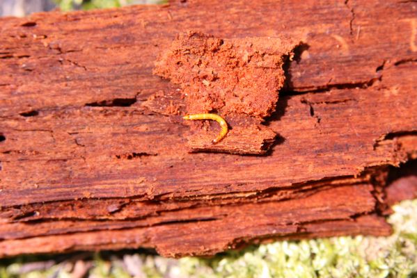 Vranov, 16.4.2015
Kaňon Svitavy - Jelení skok, Pytlácký potok. Larva kovaříka Ampedus nigerrimus v trouchnivém dřevě jedle.
Schlüsselwörter: Vranov Jelení skok Pytlácký potok Ampedus nigerrimus