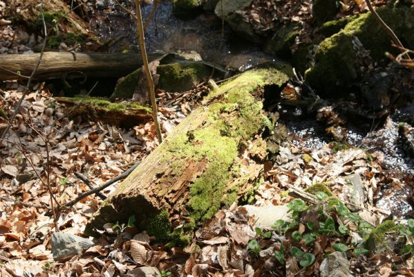 Vranov, 16.4.2015
Kaňon Svitavy - Jelení skok, Pytlácký potok. Trouchnivé dřevo jedle - biotop kovaříků Ampedus nigerrimus.
Keywords: Vranov Jelení skok Pytlácký potok Ampedus nigerrimus