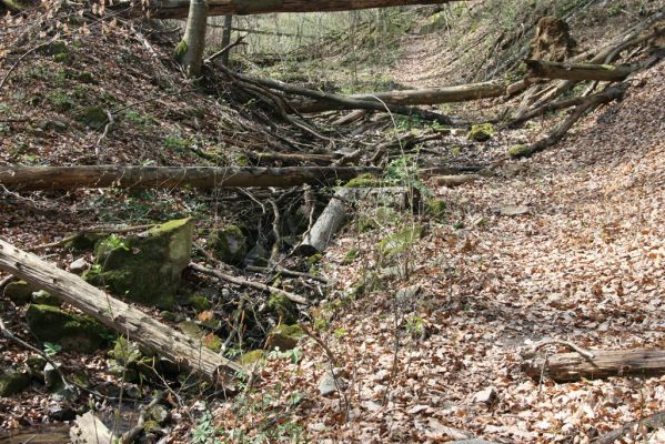 Vranov, 16.4.2015
Kaňon Svitavy - Jelení skok, Pytlácký potok. 
Schlüsselwörter: Vranov Jelení skok Pytlácký potok Ampedus nigerrimus