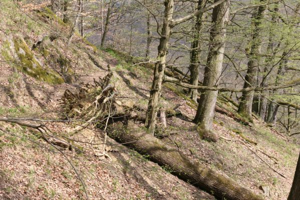 Vranov, 16.4.2015
Kaňon Svitavy - Jelení skok, U Kříže.
Mots-clés: Vranov Kaňon Svitavy Jelení skok U Kříže