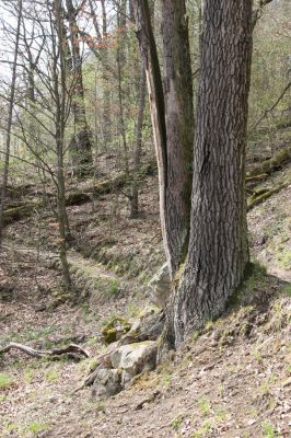 Vranov, 16.4.2015
Kaňon Svitavy - Jelení skok, U Kříže.
Keywords: Vranov Kaňon Svitavy Jelení skok U Kříže