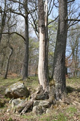 Vranov, 16.4.2015
Kaňon Svitavy - Jelení skok, U Kříže.
Schlüsselwörter: Vranov Kaňon Svitavy Jelení skok U Kříže