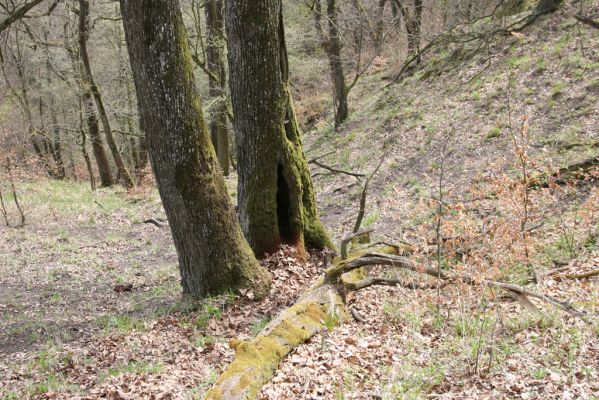 Vranov, 16.4.2015
Kaňon Svitavy - Jelení skok, U Kříže.
Klíčová slova: Vranov Kaňon Svitavy Jelení skok U Kříže Ampedus brunnicornis Cardiophorus gramineus