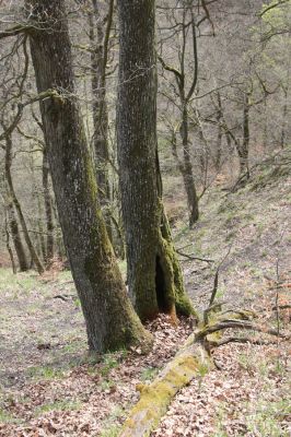 Vranov, 16.4.2015
Kaňon Svitavy - Jelení skok, U Kříže.
Mots-clés: Vranov Kaňon Svitavy Jelení skok U Kříže Ampedus brunnicornis Cardiophorus gramineus