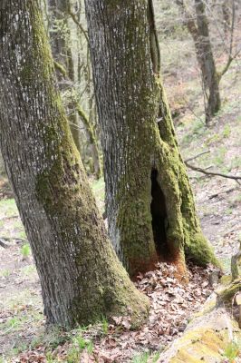 Vranov, 16.4.2015
Kaňon Svitavy - Jelení skok, U Kříže. 
Klíčová slova: Vranov Kaňon Svitavy Jelení skok U Kříže Ampedus brunnicornis Cardiophorus gramineus