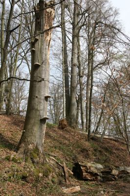 Vranov, 16.4.2015
Kaňon Svitavy - Jelení skok, U Kříže.
Mots-clés: Vranov Kaňon Svitavy Jelení skok U Kříže Ampedus cinnabarinus