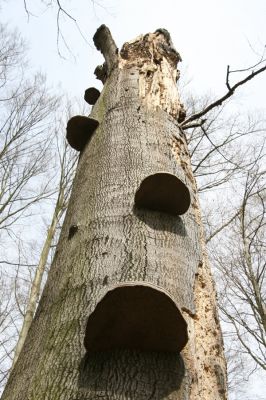 Vranov, 16.4.2015
Kaňon Svitavy - Jelení skok, U Kříže.
Schlüsselwörter: Vranov Kaňon Svitavy Jelení skok U Kříže