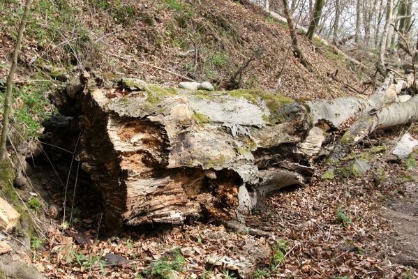 Vranov, 16.4.2015
Kaňon Svitavy - Jelení skok, U Kříže.
Mots-clés: Vranov Kaňon Svitavy Jelení skok U Kříže Ampedus cinnabarinus