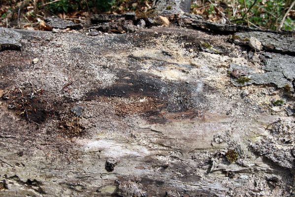 Vranov, 16.4.2015
Kaňon Svitavy - Jelení skok, U Kříže.
Schlüsselwörter: Vranov Kaňon Svitavy Jelení skok U Kříže Ampedus cinnabarinus