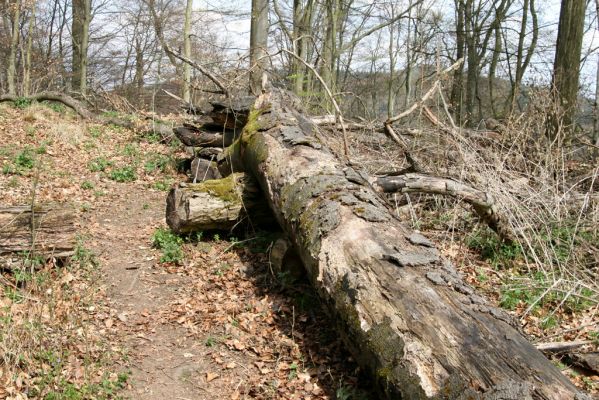 Vranov, 16.4.2015
Kaňon Svitavy - Jelení skok, U Kříže.
Keywords: Vranov Kaňon Svitavy Jelení skok U Kříže Ampedus cinnabarinus