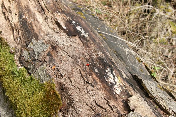 Vranov, 16.4.2015
Kaňon Svitavy - Jelení skok, U Kříže. Kovařík Ampedus cinnabarinus.
Klíčová slova: Vranov Kaňon Svitavy Jelení skok U Kříže Ampedus cinnabarinus