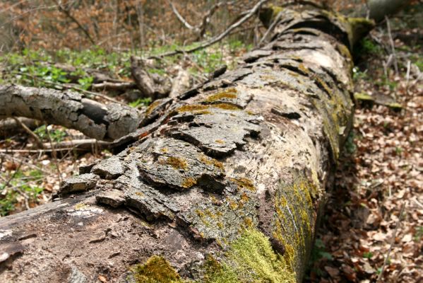 Vranov, 16.4.2015
Kaňon Svitavy - Jelení skok, U Kříže.
Keywords: Vranov Kaňon Svitavy Jelení skok U Kříže Ampedus cinnabarinus