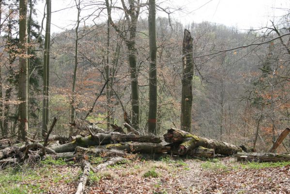 Vranov, 16.4.2015
Kaňon Svitavy - Jelení skok, U Kříže.
Keywords: Vranov Kaňon Svitavy Jelení skok U Kříže Ampedus cinnabarinus