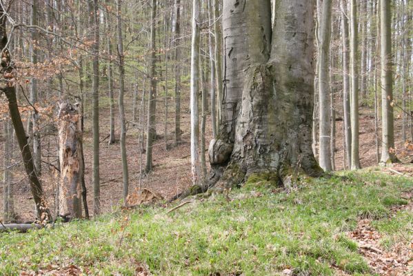 Vranov, 16.4.2015
Kaňon Svitavy - Jelení skok, U Kříže.
Mots-clés: Vranov Kaňon Svitavy Jelení skok U Kříže Crepidophorus mutilatus Ischnodes sanguinicollis