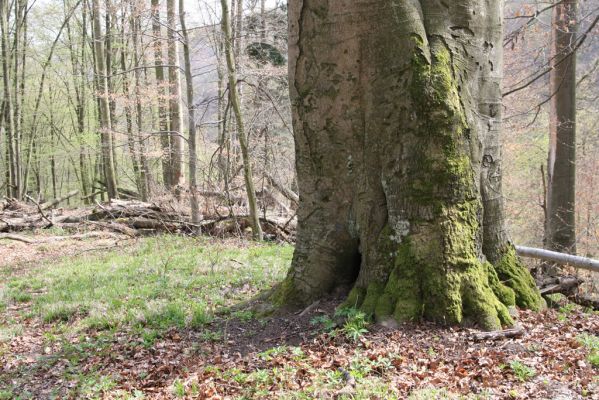 Vranov, 16.4.2015
Kaňon Svitavy - Jelení skok, U Kříže. Dutý buk osídlený kovaříky Crepidophorus mutilatus a Ischnodes sanguinicollis.
Mots-clés: Vranov Kaňon Svitavy Jelení skok U Kříže Crepidophorus mutilatus Ischnodes sanguinicollis