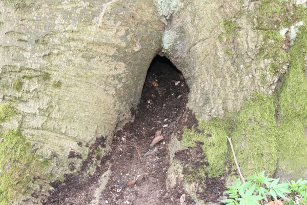 Vranov, 16.4.2015
Kaňon Svitavy - Jelení skok, U Kříže. Dutina buku osídlená kovaříky Crepidophorus mutilatus a Ischnodes sanguinicollis.
Keywords: Vranov Kaňon Svitavy Jelení skok U Kříže Crepidophorus mutilatus Ischnodes sanguinicollis